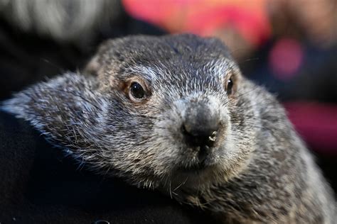 Punxsutawney Phil has two kids growing up in his 138.
